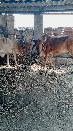બળદ વેચવાના છે સારા છે