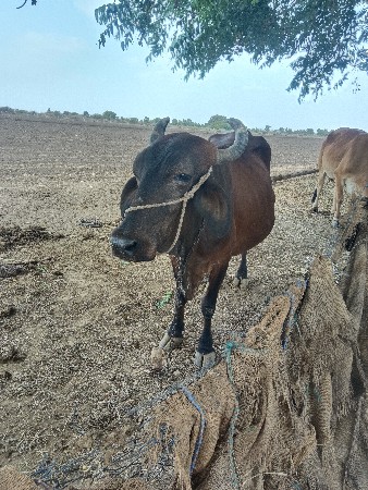 ગાય વેચવાની છે