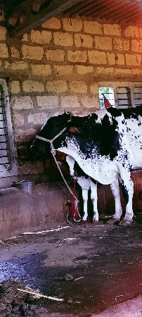 એશફકોશગાયવેશવાનીછે