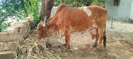 ગાય વેસવાની સે