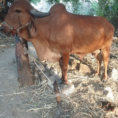 9 મો મયનો