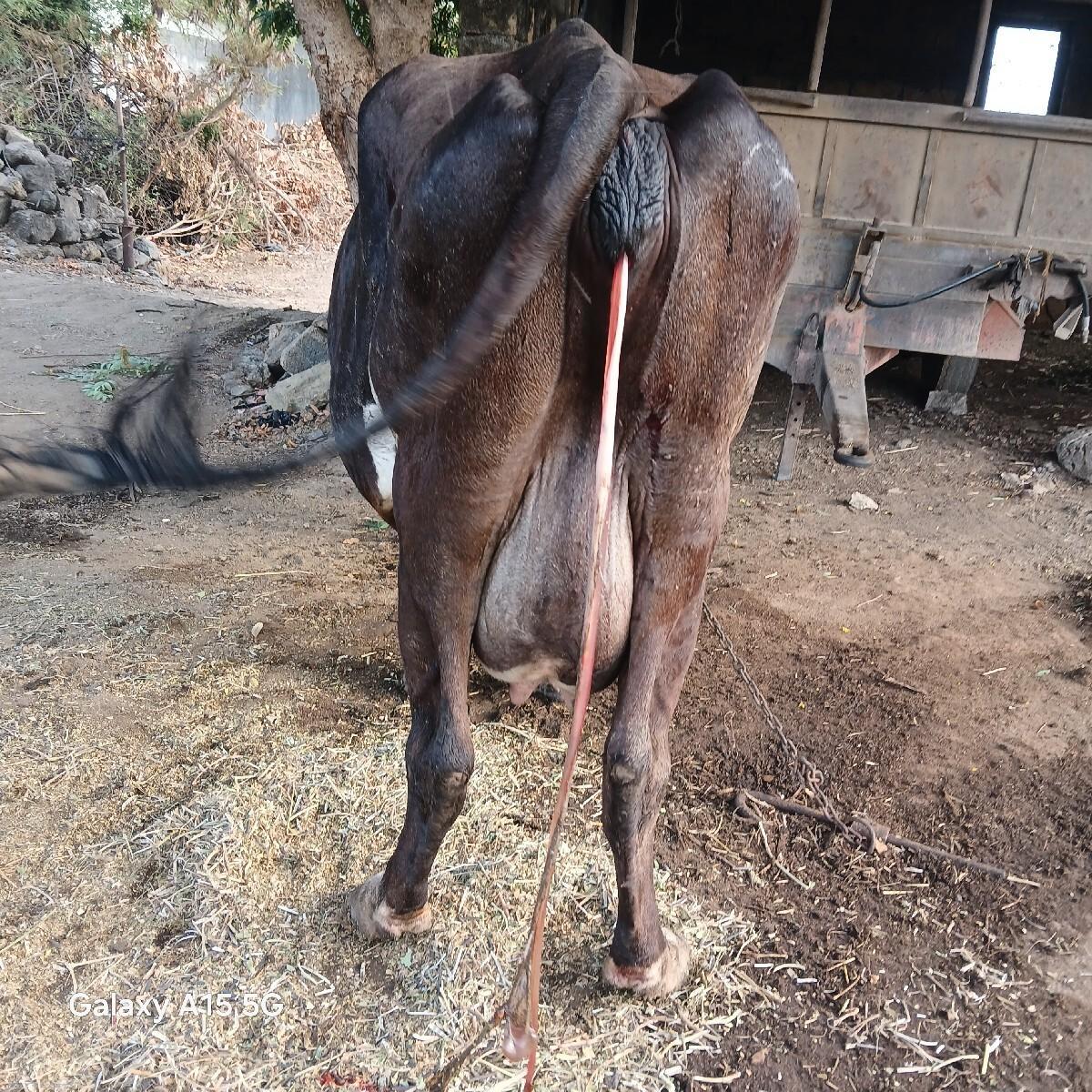 2  વેતર વયાની આજ જ