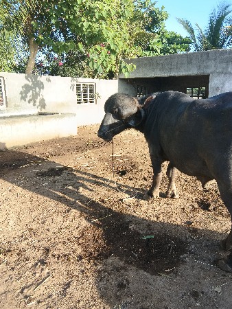 pado