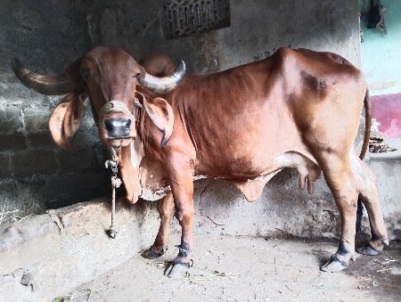 ગાય વેચવાની છે
