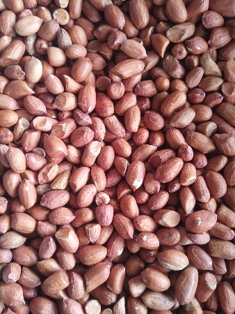 જી 41 ઉભડી