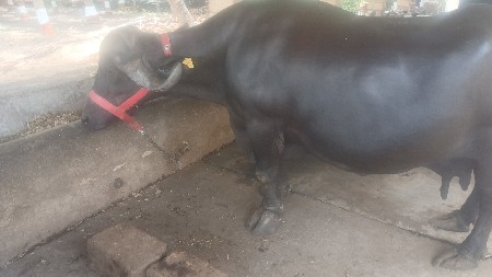 વેચવાની છે