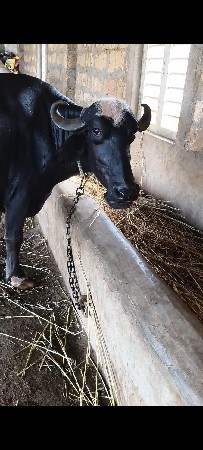 બીજા વેતર ની ભેંસ વેચવાની