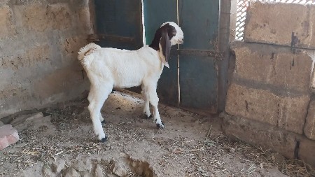 રાજસ્થાની બચલીસૅ