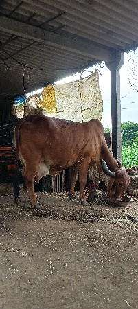 ગાય વેચવાની છે.