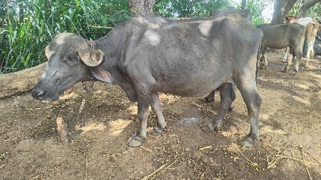 પેલું વેતર