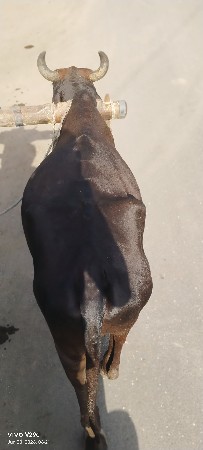 જામલા ગોટલા