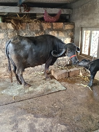 ભેંસ વેચવાની છે