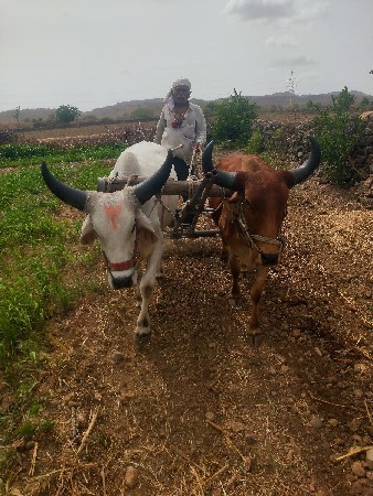 આ ગોઢલા  વેચવા ના છે