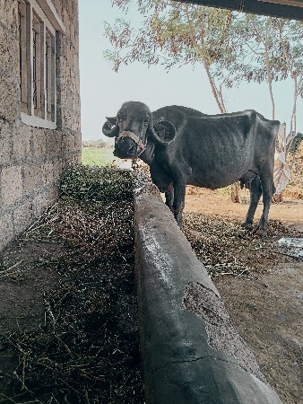 ભેંસ વેચવાની છે