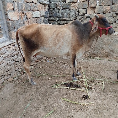 ગાય વેચવાની છે