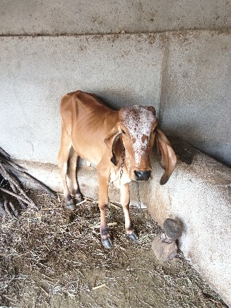 gir vasadi devani ce