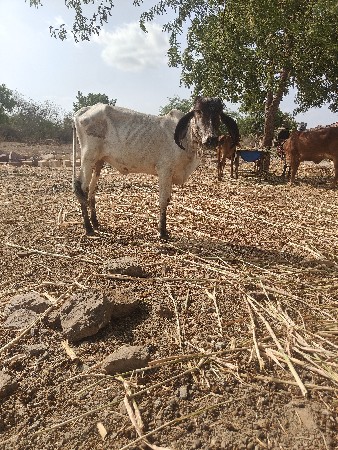 ગીર લીલડી વાછરડી