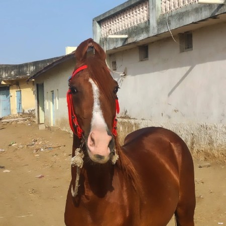 ghodo se veshva no