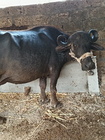 ભેંસ વેચવાની