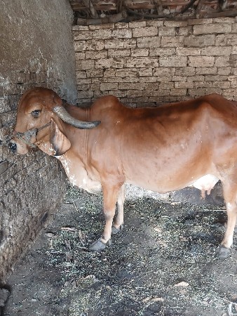 ગાય વેચવાની છે