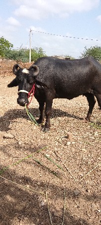 ફેસ વેચવાની છે સાતમો મહિનો ગાભણ
