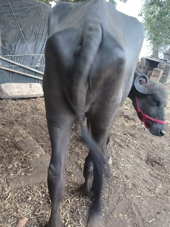 ખડેલુ