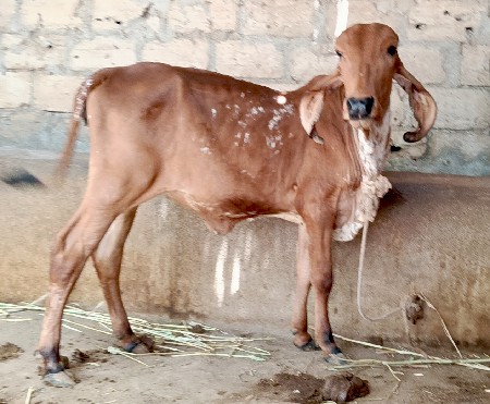 આ વાસડી. વેચવાની છે