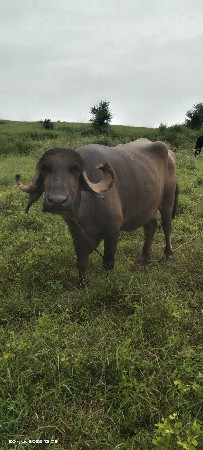 ભેંસ વેચવાની સે