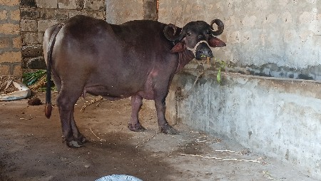ભેંશ વેચવાની છે