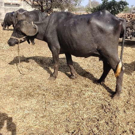 જાફરાબાદી ખડેલી વેચવાની છે પહેલું