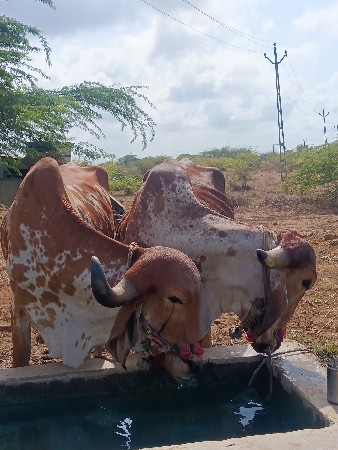 ફૂલજવાબદારી
