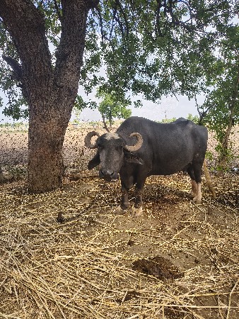 ભેંશ વેચાણ માટે છે