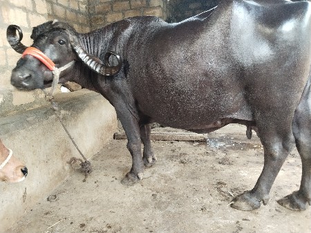 ભેંસ વેચવાની છે