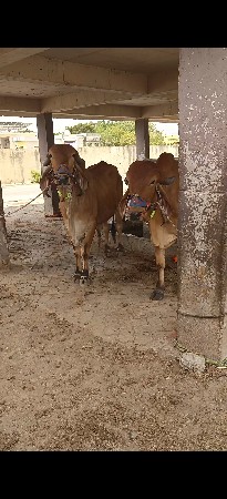 બે ગોટલા વેચવાના છે ઉચાય લબાયપુરી