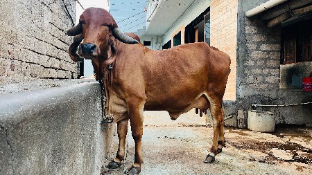 ગાય વેચવાની છે