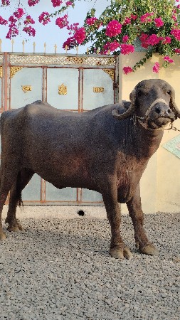 ગાભણ ખાળેલી વેચવાની