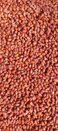 મગફળી બિયારણ