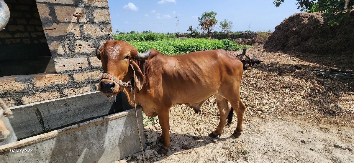 ગોઢલા વેચવાના છે