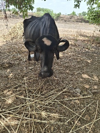 બીજૂ વેતર વીયાસે