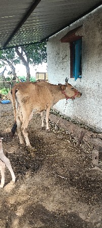 જળશી ગાય વેચવાની છે