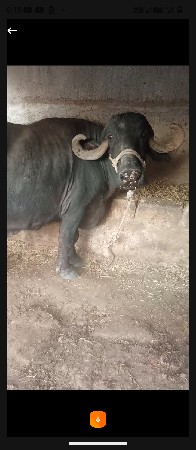 ભૈસ વેચવાની છે