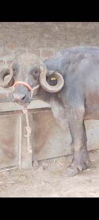 ભેંશ વેચવાની છે