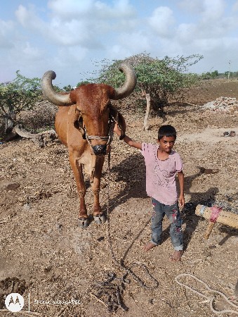 બડધ