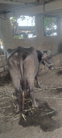 ચોથા વેતર માઁ છે