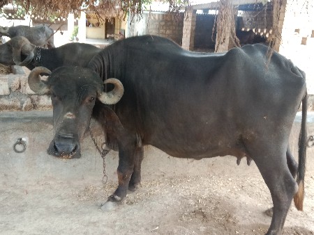 ભેંશ વેચવાની છે