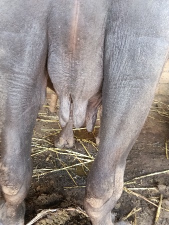 ભેંસ વેશવાની છે
