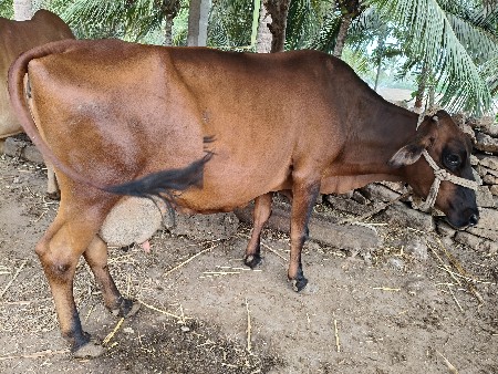 ગાય વૅસવાની છે