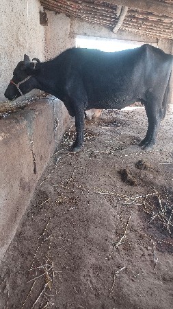 ખડેલી