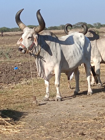બરધવૂશવાનો