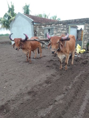 આ ગોદલા વેચવાના છે ત્રીજી